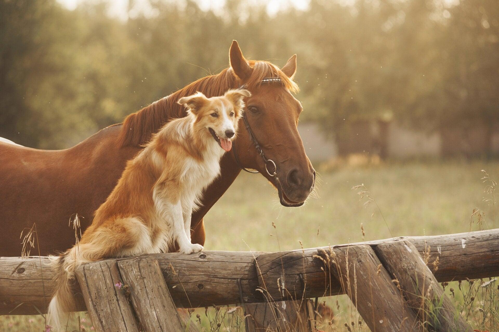 Cheval et chien à la ferme