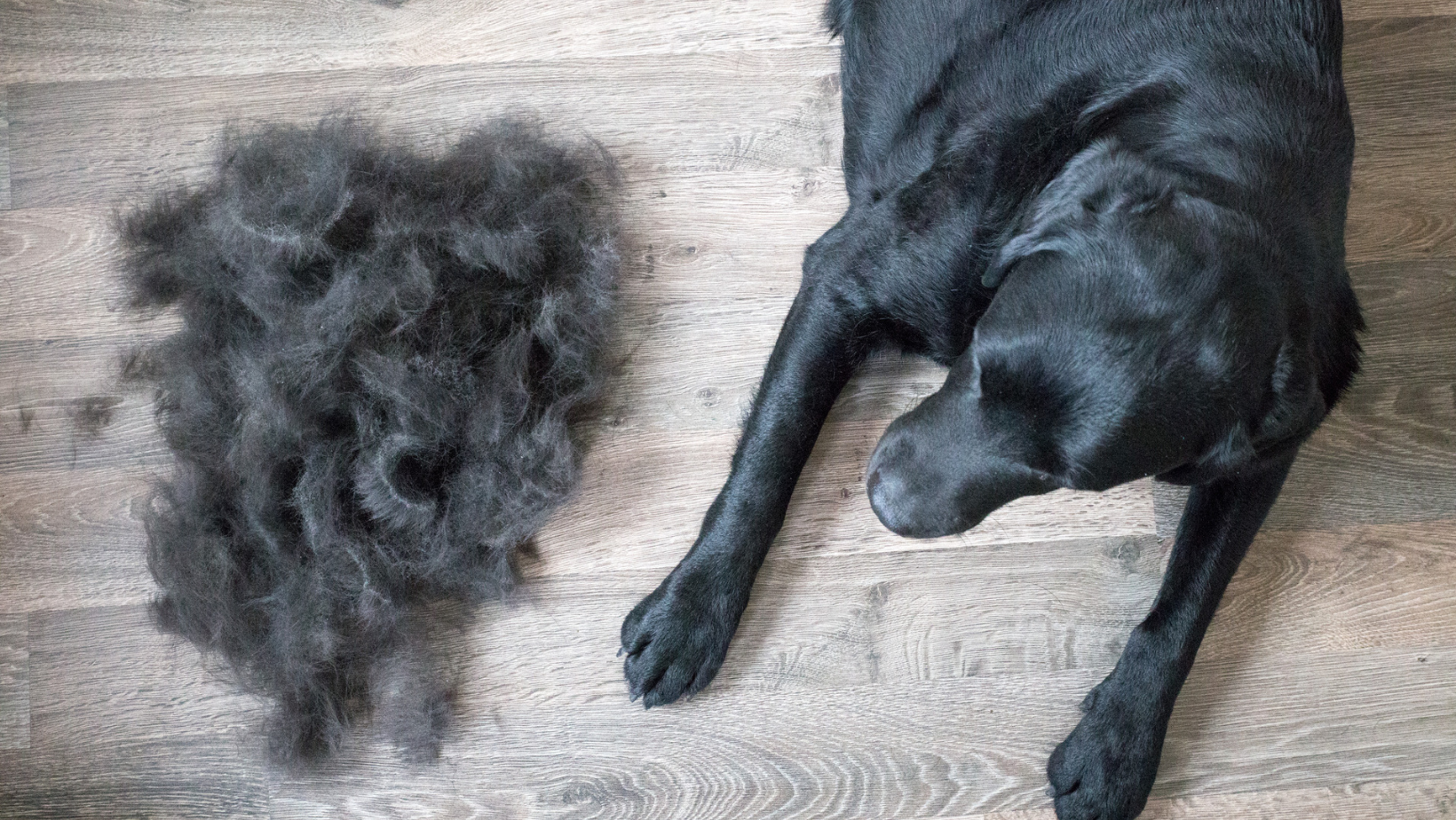 chien noir amas de poils