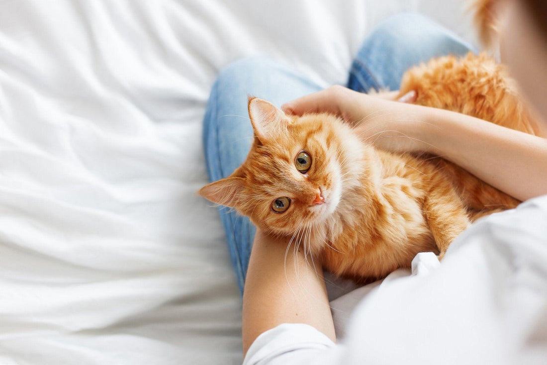 Chat dans un lit