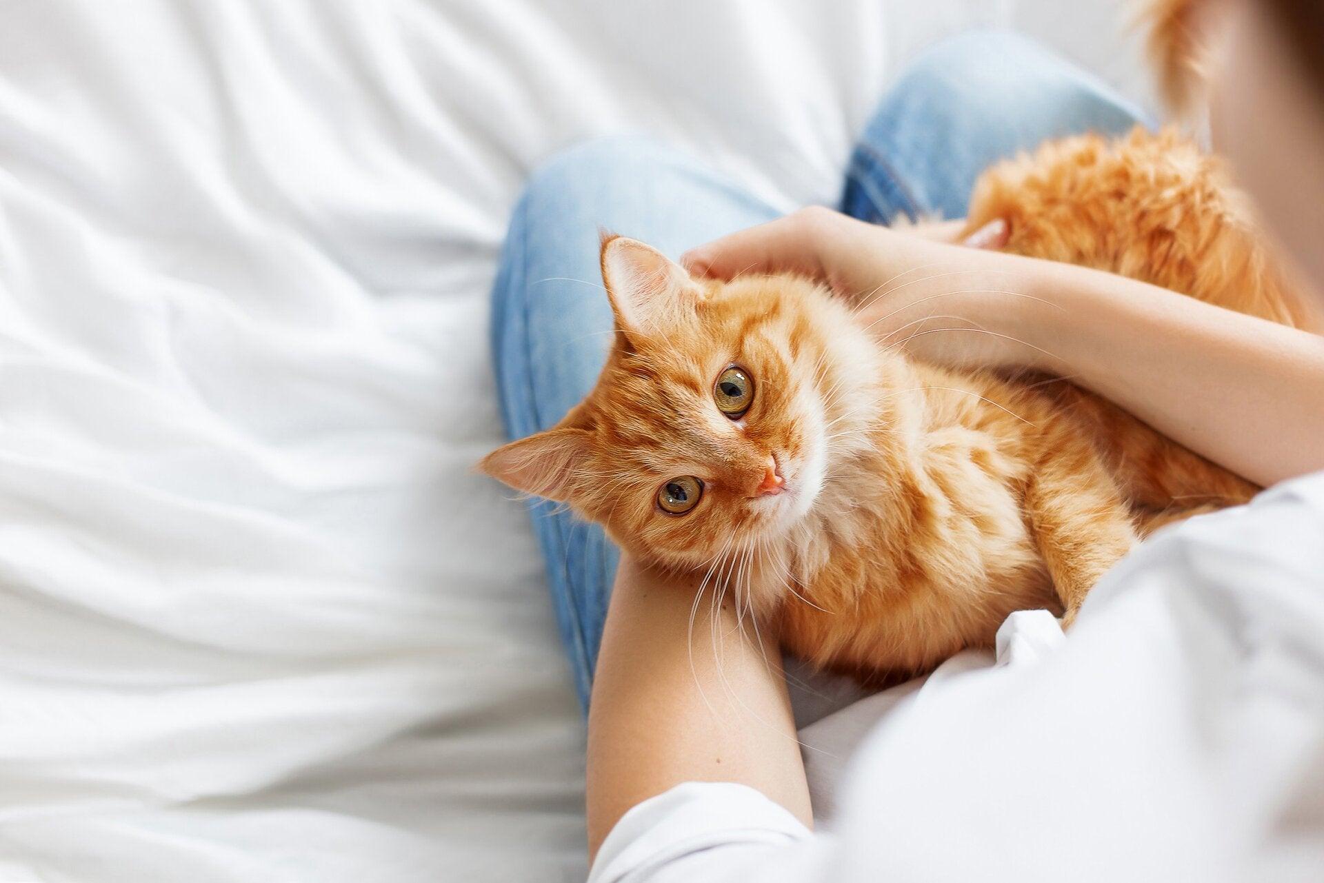 Chat dans un lit