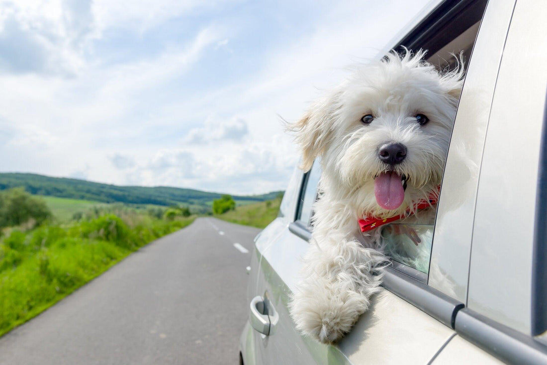 Chien en voiture