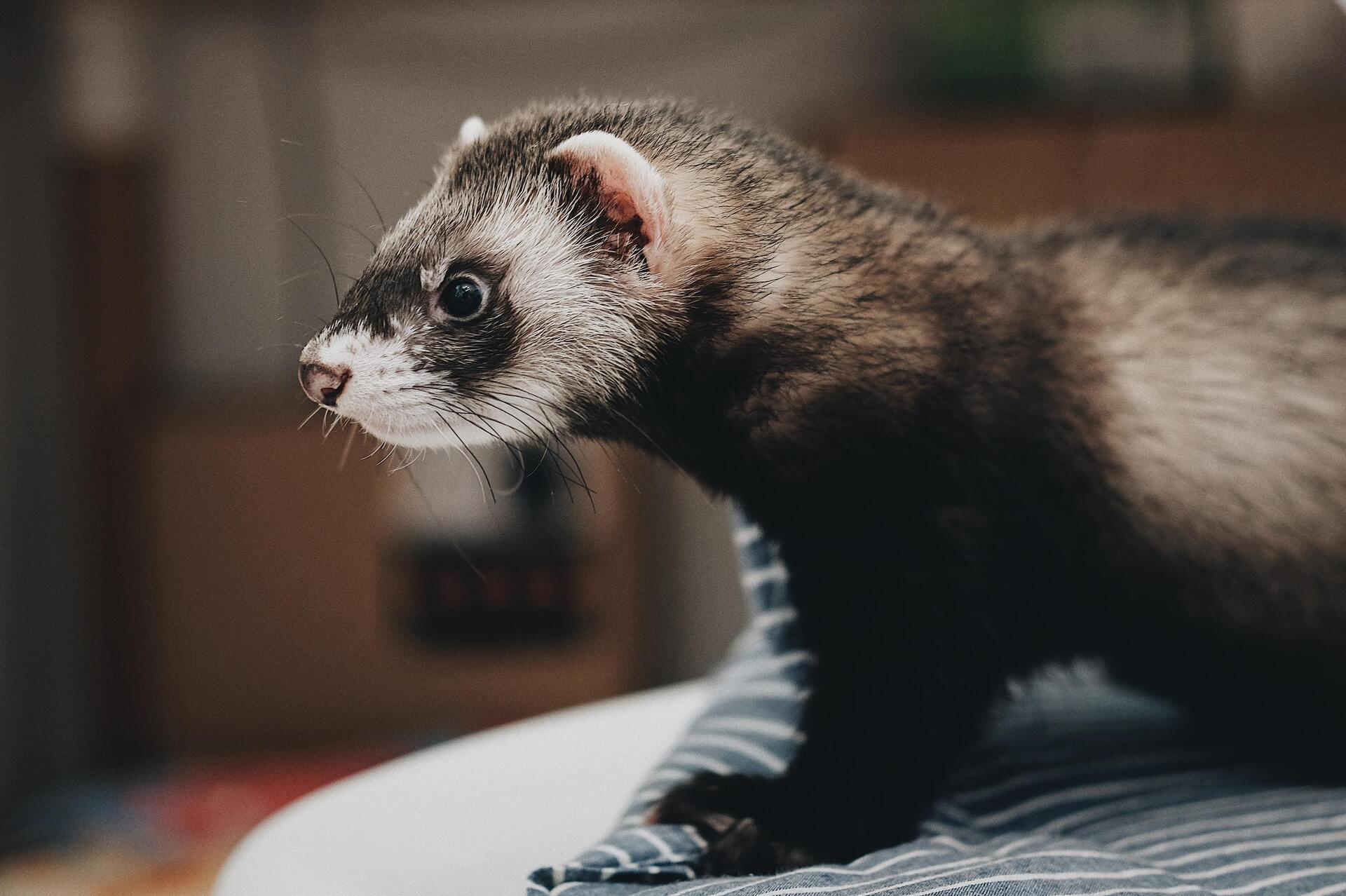 Furret hors de sa cage