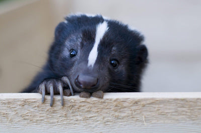 How to Get Skunk Smell Out of Your House