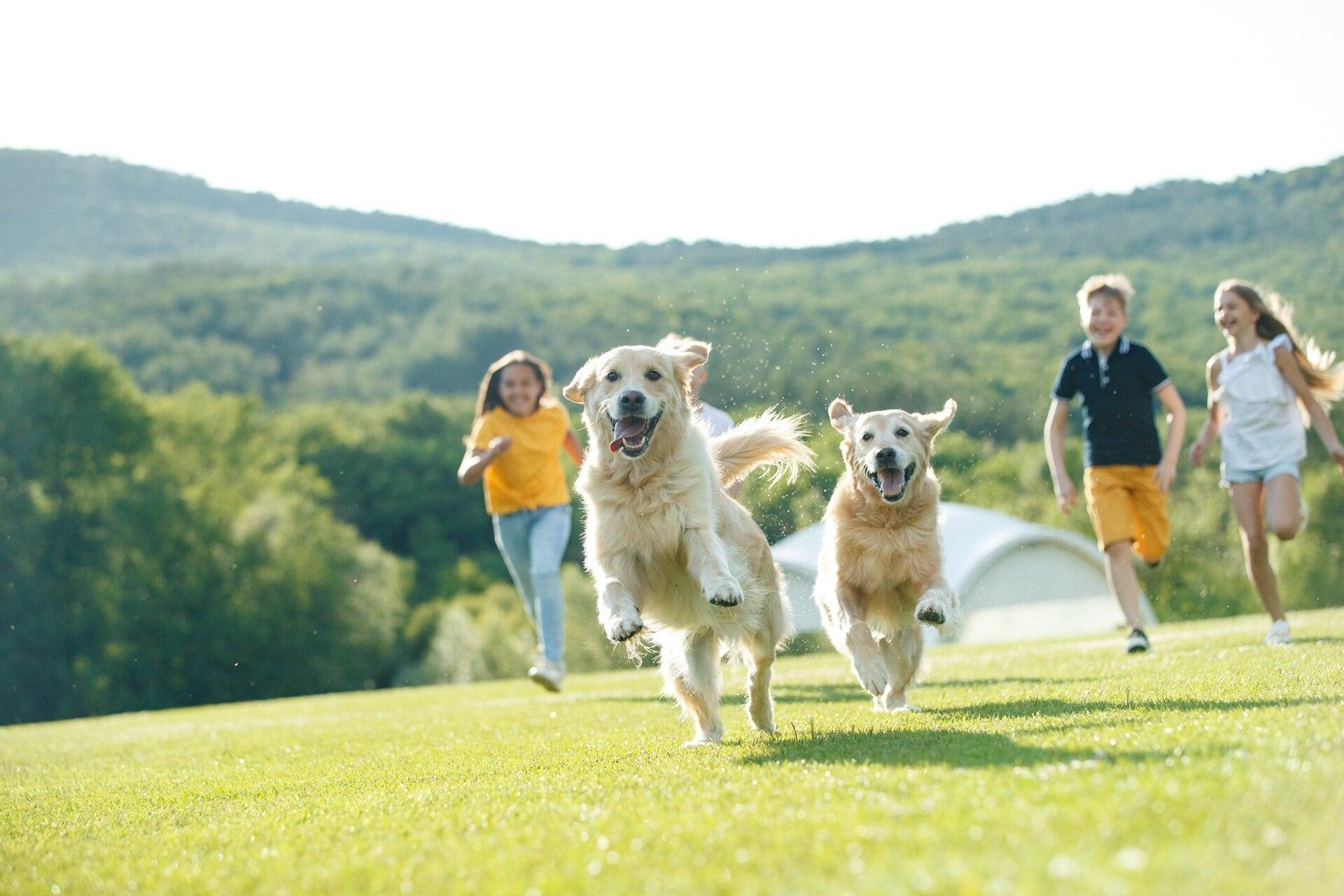 Chiens qui jouent et laissent des odeurs sur le terrain