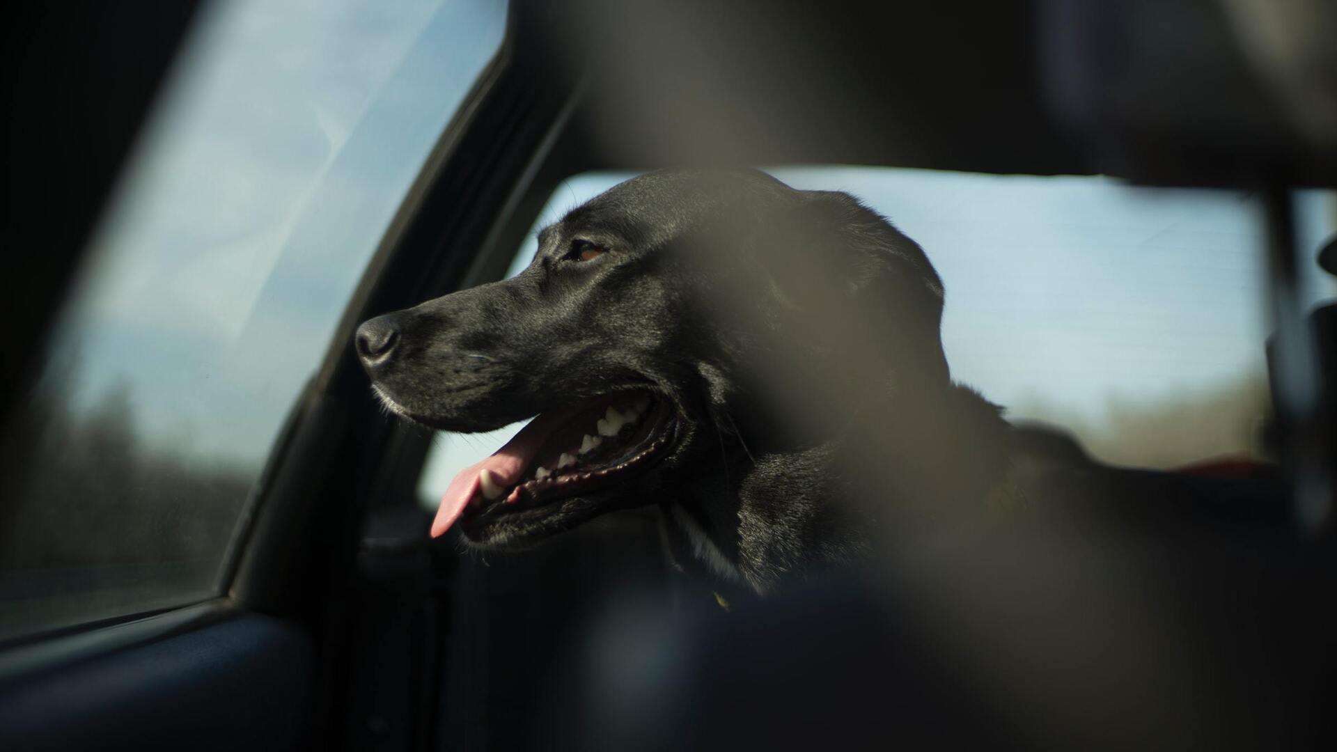 Chien sur la banquette d'une automobile