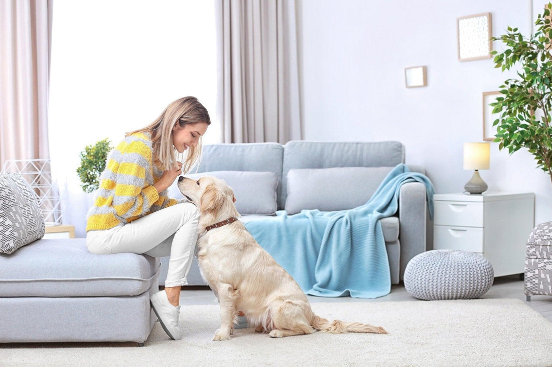 Chien sur un tapis sans mauvaise odeur