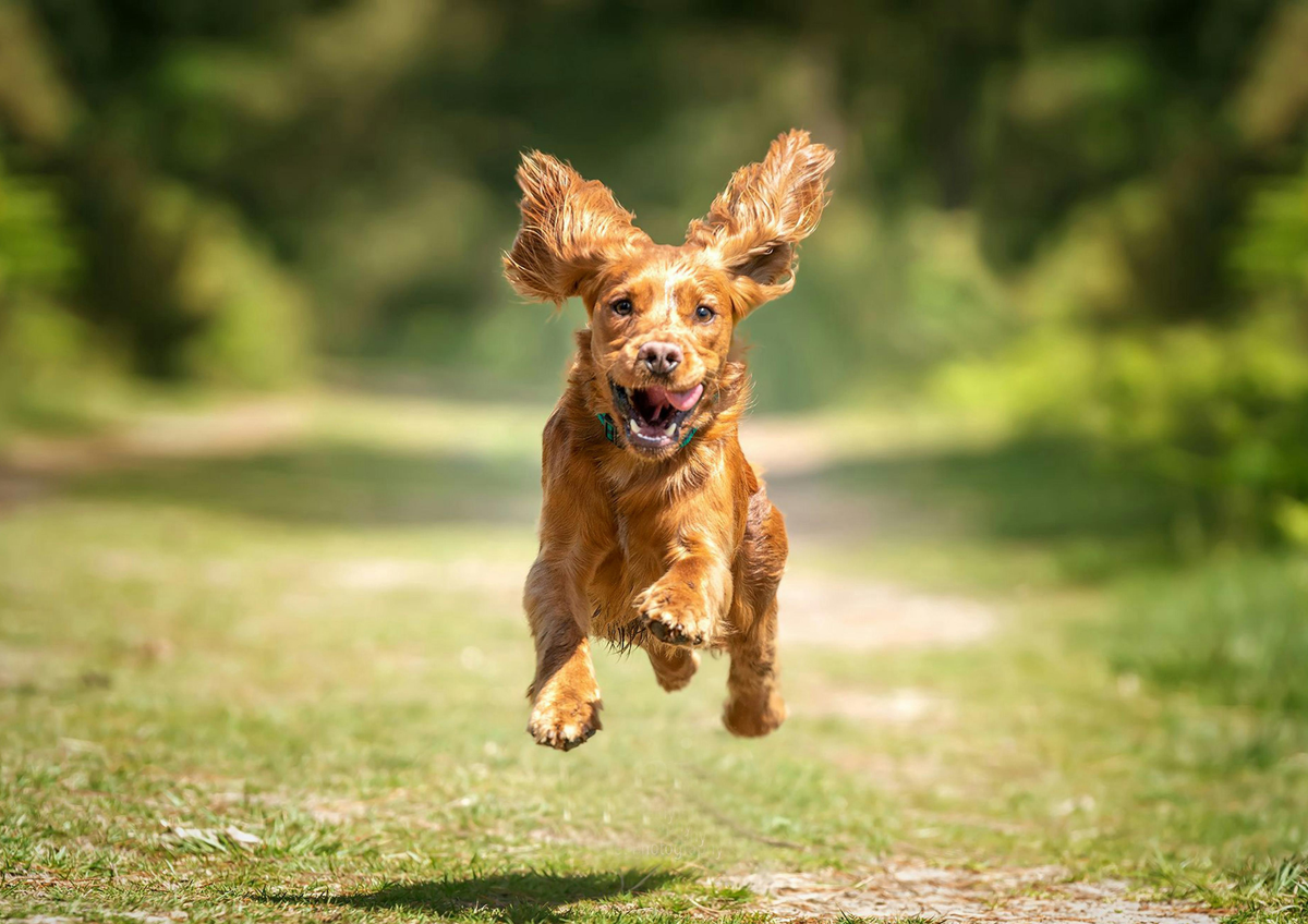 Pourquoi mon chien a-t-il le pelage gras?