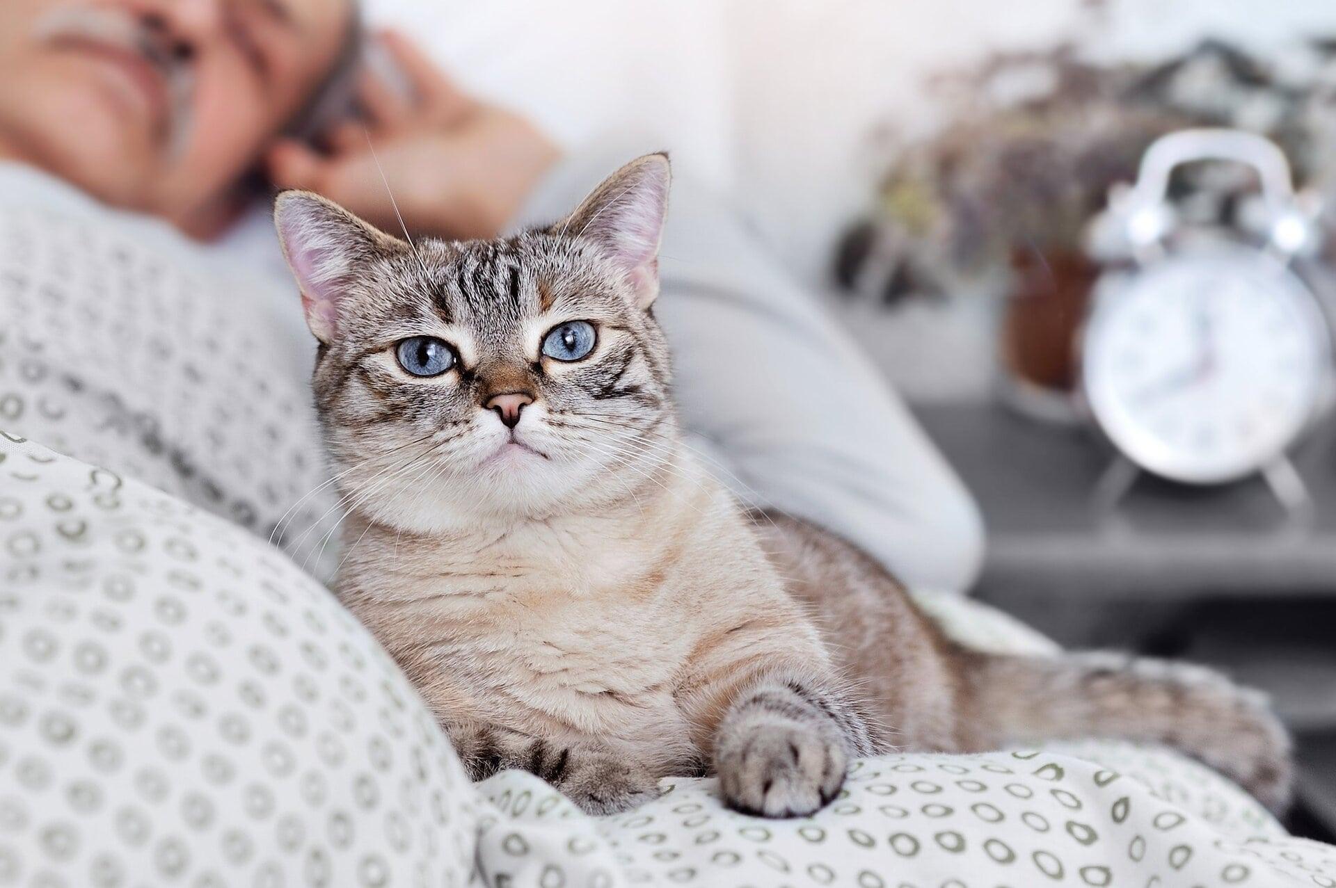 Chat dans un lit