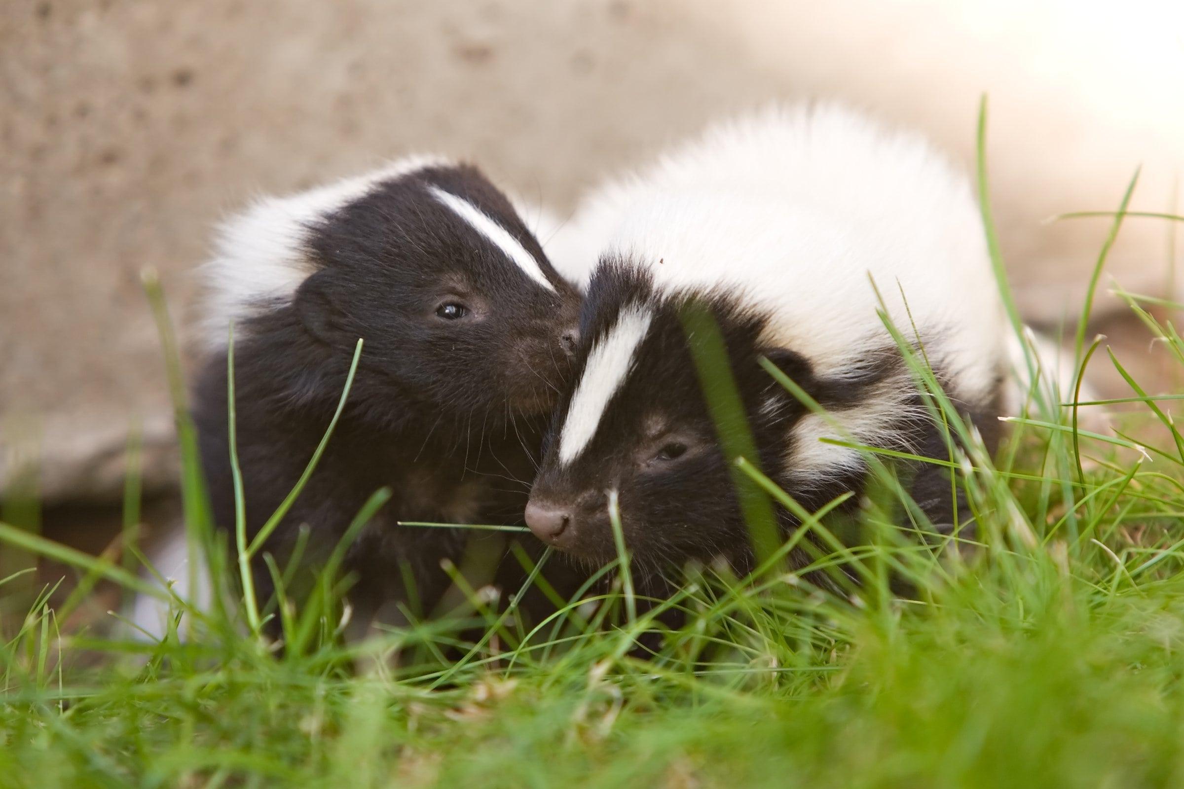 Moufettes dans le jardin