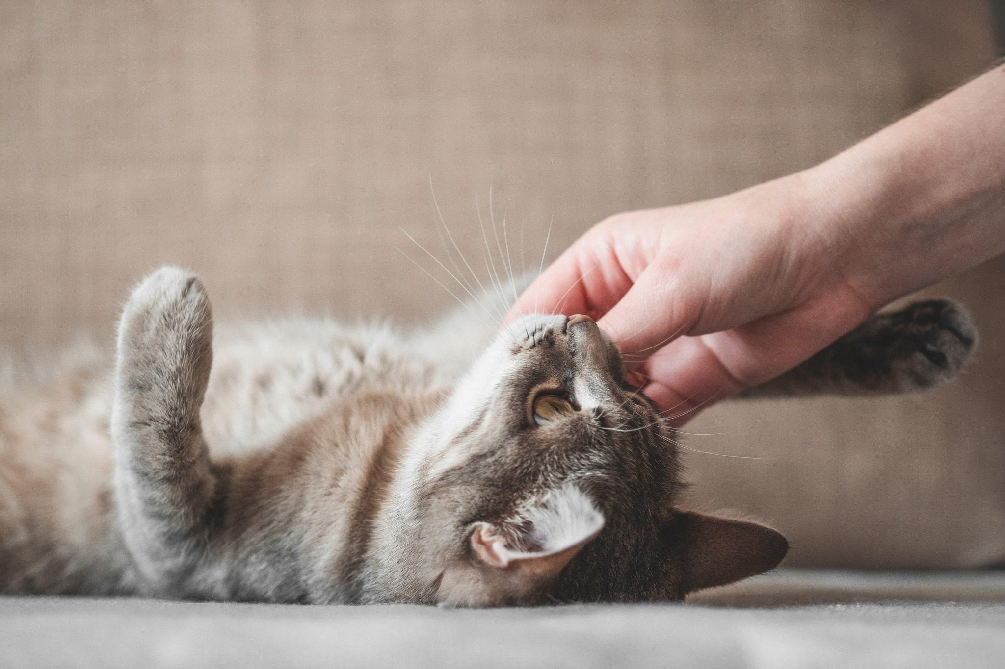 Chat sur le béton