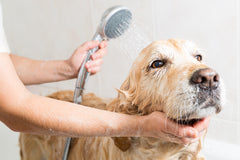 How to properly bathe a dog