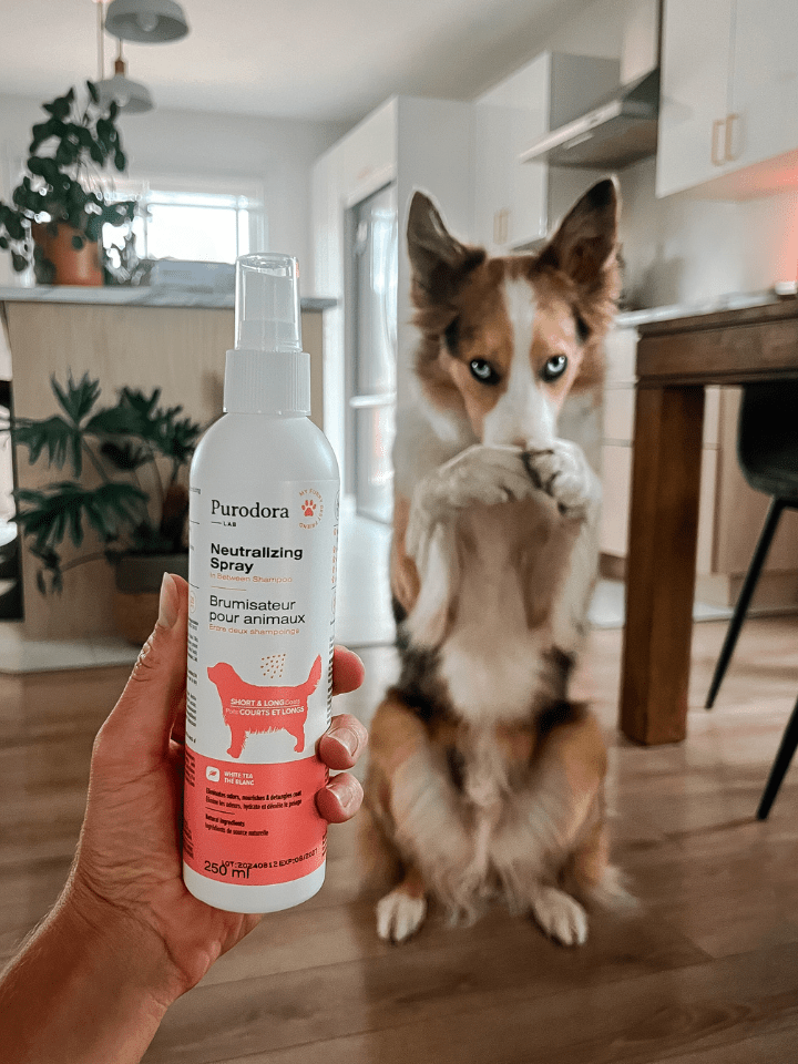 In Between Shampoo - Neutralizing Pet Spray for Shaggy Coats