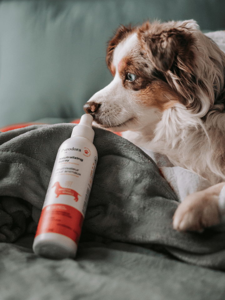 In Between Shampoo - Neutralizing Pet Spray for Sensitive Skin