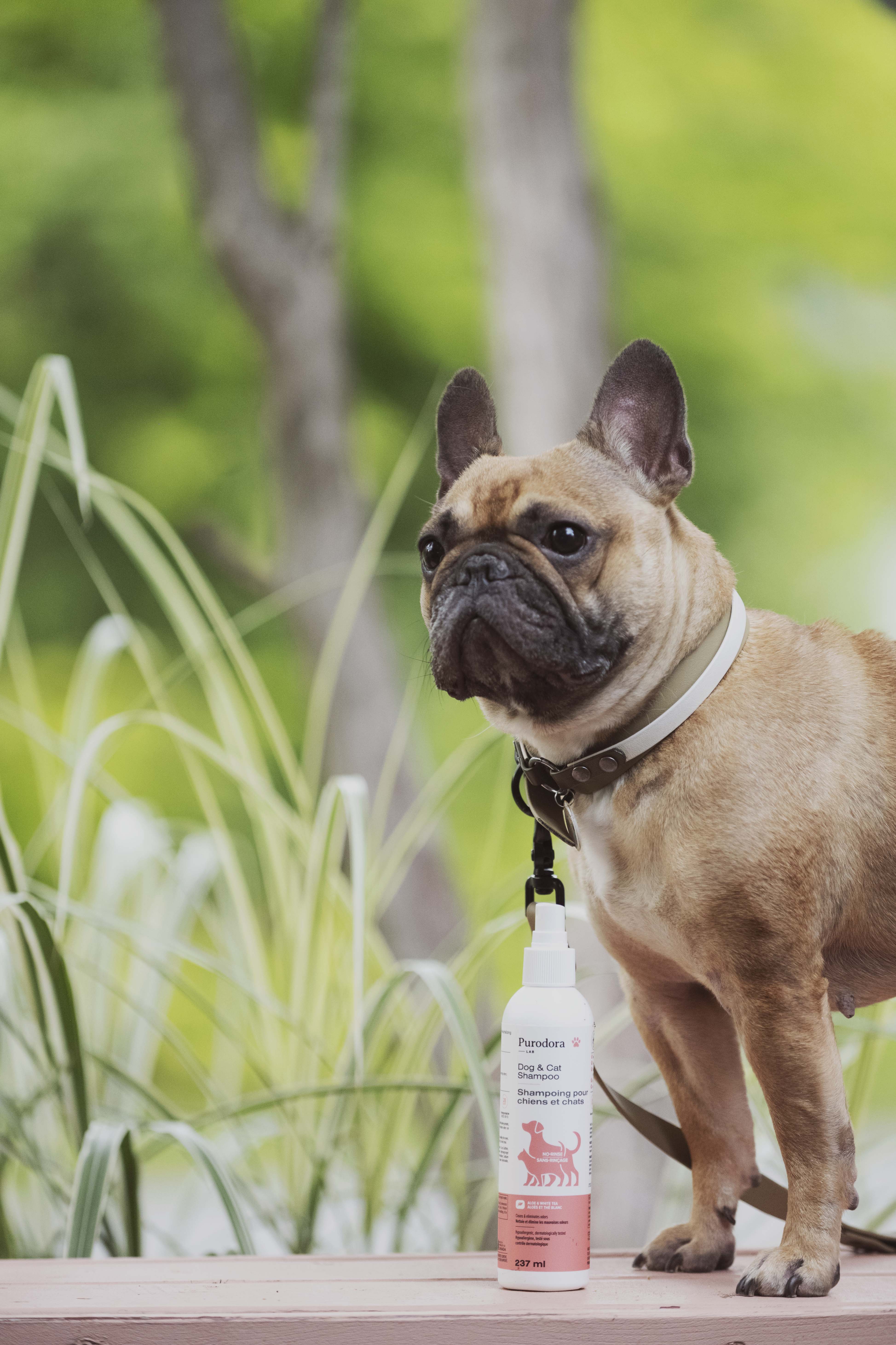 Shampoing pour chiens et chats - Sans-Rinçage