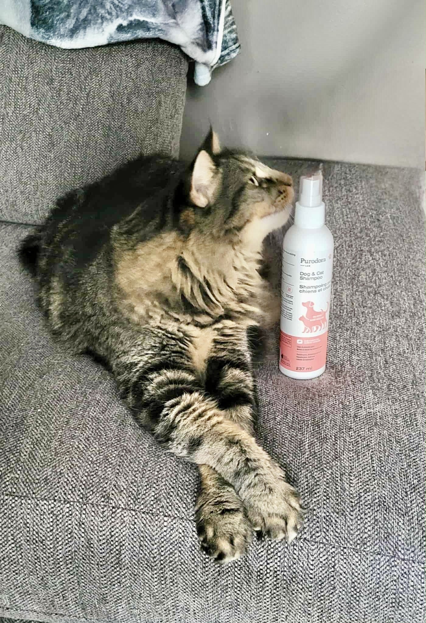 Shampoing pour chiens et chats - Sans-Rinçage